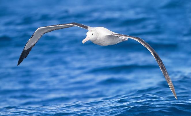 The_Albatrose_Tasmania